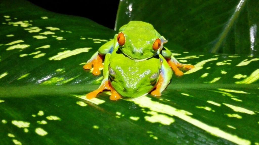 Rio Celeste Backpackers Бихагуа Экстерьер фото